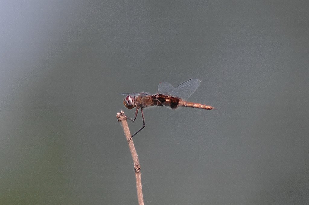 078 2011-06061201 Cone Marsh, IA.JPG - Red Saddlebags Dragonfly (Tramea onusta). Cone Marsh Wildlife Area, IA, 6-6-2011